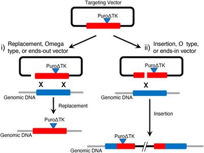 Seamless Gene Correction in the Human Cystic Fibrosis Transmembrane Conductance Regulator Locus by Vector Replacement and Vector Insertion Events